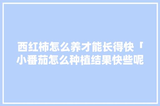 西红柿怎么养才能长得快「小番茄怎么种植结果快些呢」 番茄种植技巧 西红柿怎么养才能长得快「小番茄怎么种植结果快些呢」 西红柿怎么养才能长得快「小番茄怎么种植结果快些呢」 番茄种植技巧