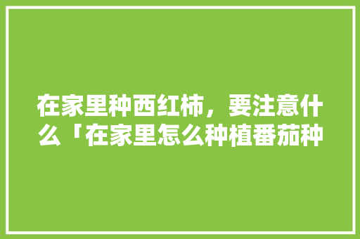 在家里种西红柿，要注意什么「在家里怎么种植番茄种子」 在家里种西红柿，要注意什么「在家里怎么种植番茄种子」 番茄种植技巧