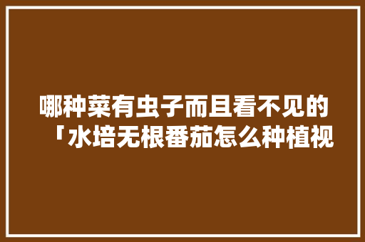 哪种菜有虫子而且看不见的「水培无根番茄怎么种植视频」