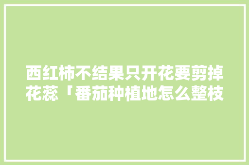 西红柿不结果只开花要剪掉花蕊「番茄种植地怎么整枝条呢」 西红柿不结果只开花要剪掉花蕊「番茄种植地怎么整枝条呢」 植物种类