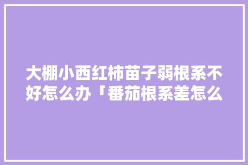 大棚小西红柿苗子弱根系不好怎么办「番茄根系差怎么种植视频」