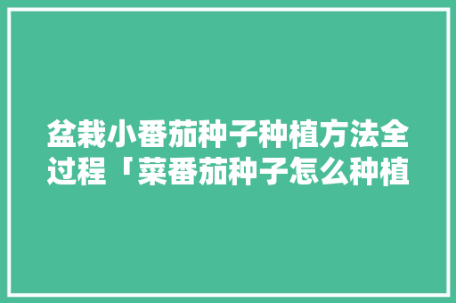 盆栽小番茄种子种植方法全过程「菜番茄种子怎么种植方法视频」 盆栽小番茄种子种植方法全过程「菜番茄种子怎么种植方法视频」 花朵知识
