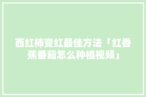 西红柿变红最佳方法「红香蕉番茄怎么种植视频」 西红柿变红最佳方法「红香蕉番茄怎么种植视频」 花朵知识
