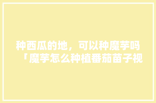 种西瓜的地，可以种魔芋吗「魔芋怎么种植番茄苗子视频」