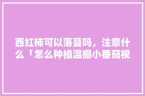 西红柿可以落蔓吗,注意什么「怎么种植温棚小番茄视频教程」 番茄种植技巧 西红柿可以落蔓吗,注意什么「怎么种植温棚小番茄视频教程」 西红柿可以落蔓吗,注意什么「怎么种植温棚小番茄视频教程」 番茄种植技巧