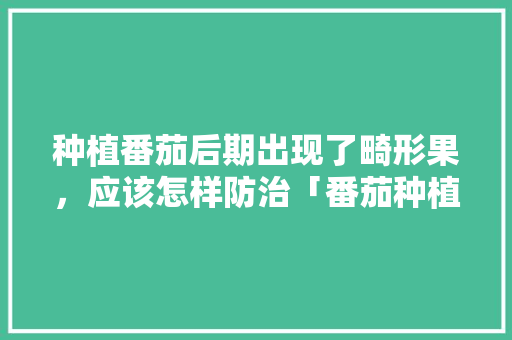 种植番茄后期出现了畸形果，应该怎样防治「番茄种植畸形怎么办呢」