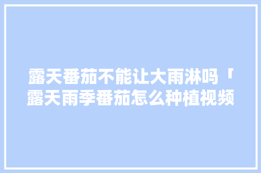 露天番茄不能让大雨淋吗「露天雨季番茄怎么种植视频」