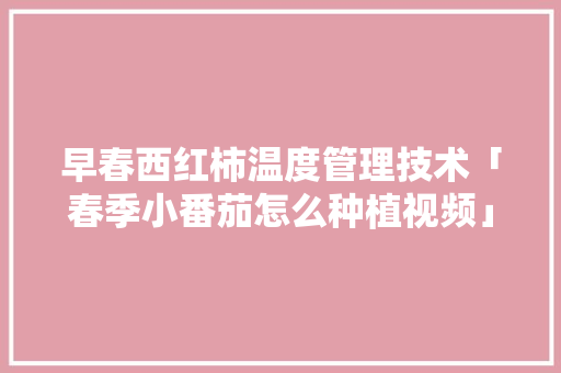 早春西红柿温度管理技术「春季小番茄怎么种植视频」