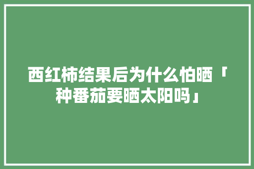 西红柿结果后为什么怕晒「种番茄要晒太阳吗」