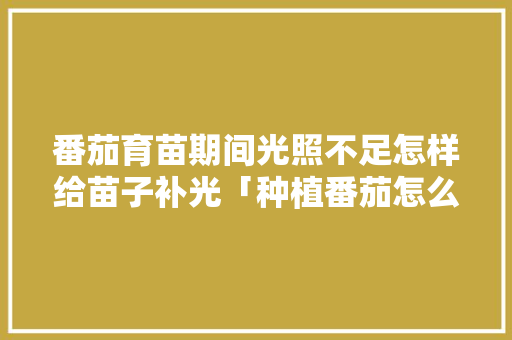 番茄育苗期间光照不足怎样给苗子补光「种植番茄怎么养苗子视频」