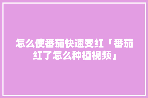 怎么使番茄快速变红「番茄红了怎么种植视频」 怎么使番茄快速变红「番茄红了怎么种植视频」 番茄种植技巧