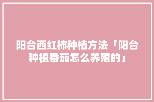 阳台西红柿种植方法「阳台种植番茄怎么养殖的」 阳台西红柿种植方法「阳台种植番茄怎么养殖的」 番茄种植技巧