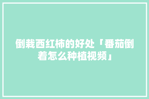 倒栽西红柿的好处「番茄倒着怎么种植视频」 倒栽西红柿的好处「番茄倒着怎么种植视频」 农业常识