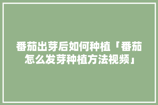 番茄出芽后如何种植「番茄怎么发芽种植方法视频」 番茄出芽后如何种植「番茄怎么发芽种植方法视频」 番茄种植技巧