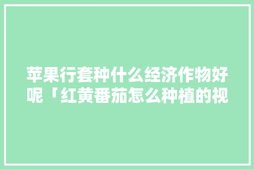 苹果行套种什么经济作物好呢「红黄番茄怎么种植的视频」 苹果行套种什么经济作物好呢「红黄番茄怎么种植的视频」 农业常识