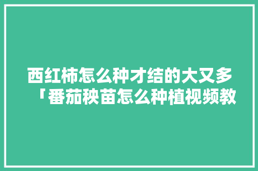 西红柿怎么种才结的大又多「番茄秧苗怎么种植视频教程」 西红柿怎么种才结的大又多「番茄秧苗怎么种植视频教程」 番茄病虫害防治