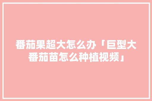 番茄果超大怎么办「巨型大番茄苗怎么种植视频」 番茄果超大怎么办「巨型大番茄苗怎么种植视频」 番茄病虫害防治