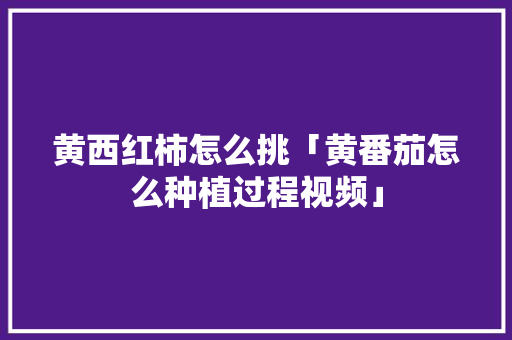 黄西红柿怎么挑「黄番茄怎么种植过程视频」 黄西红柿怎么挑「黄番茄怎么种植过程视频」 土壤施肥