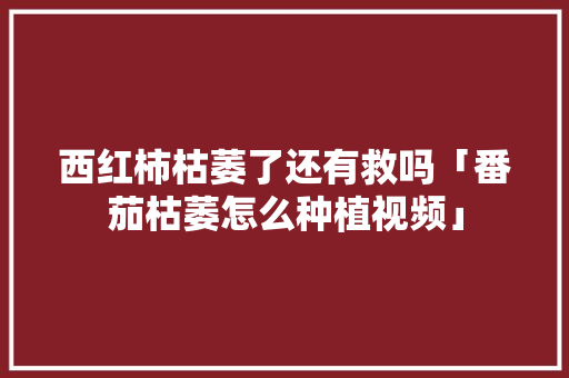 西红柿枯萎了还有救吗「番茄枯萎怎么种植视频」