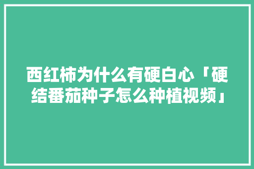 西红柿为什么有硬白心「硬结番茄种子怎么种植视频」