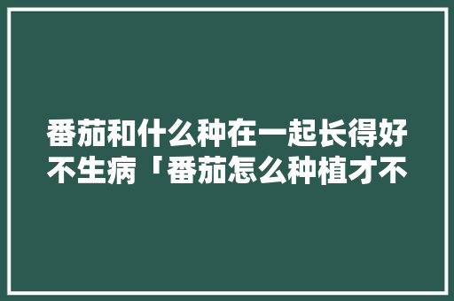 番茄和什么种在一起长得好不生病「番茄怎么种植才不生病呢视频」