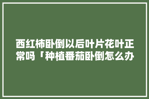 西红柿卧倒以后叶片花叶正常吗「种植番茄卧倒怎么办视频」 西红柿卧倒以后叶片花叶正常吗「种植番茄卧倒怎么办视频」 番茄种植技巧