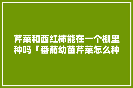 芹菜和西红柿能在一个棚里种吗「番茄幼苗芹菜怎么种植视频」