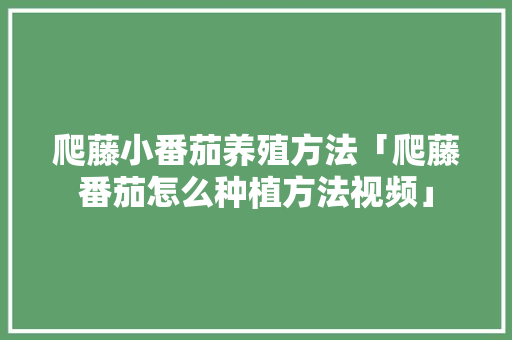 爬藤小番茄养殖方法「爬藤番茄怎么种植方法视频」