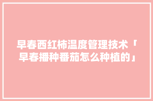早春西红柿温度管理技术「早春播种番茄怎么种植的」