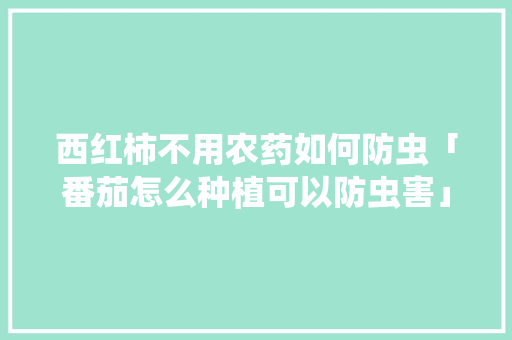 西红柿不用农药如何防虫「番茄怎么种植可以防虫害」