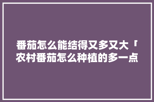 番茄怎么能结得又多又大「农村番茄怎么种植的多一点」