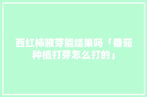 西红柿腋芽能结果吗「番茄种植打芽怎么打的」