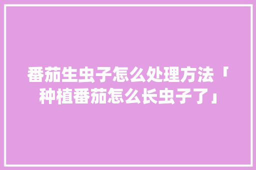 番茄生虫子怎么处理方法「种植番茄怎么长虫子了」