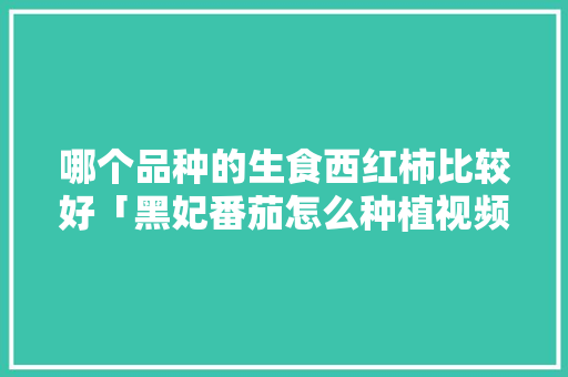 哪个品种的生食西红柿比较好「黑妃番茄怎么种植视频」