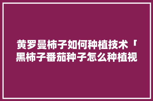 黄罗曼柿子如何种植技术「黑柿子番茄种子怎么种植视频」