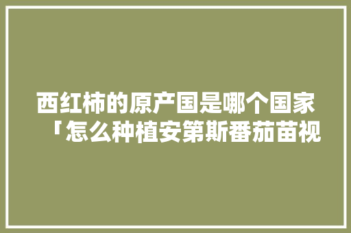 西红柿的原产国是哪个国家「怎么种植安第斯番茄苗视频」
