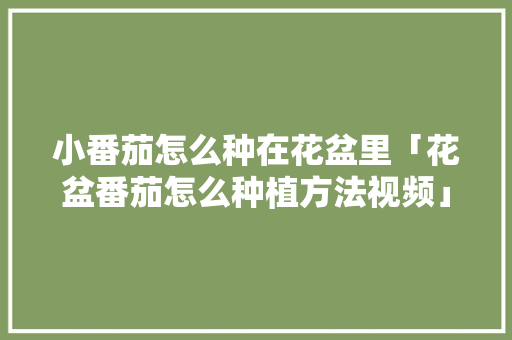 小番茄怎么种在花盆里「花盆番茄怎么种植方法视频」 小番茄怎么种在花盆里「花盆番茄怎么种植方法视频」 种植技巧
