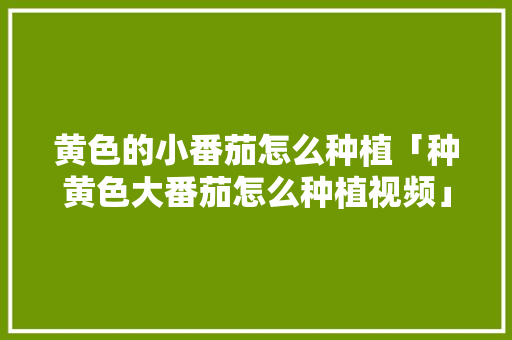 黄色的小番茄怎么种植「种黄色大番茄怎么种植视频」 黄色的小番茄怎么种植「种黄色大番茄怎么种植视频」 番茄病虫害防治
