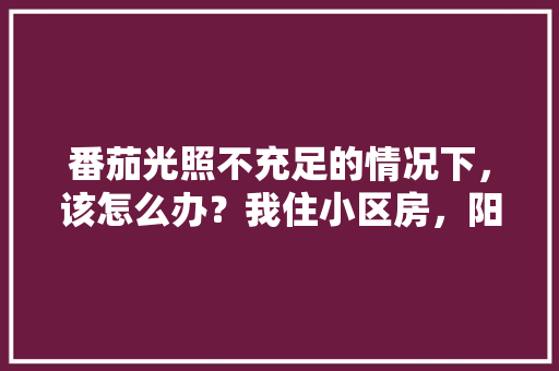 番茄光照不充足的情况下,该怎么办?我住小区房,阳台是包在房间内的,而客厅有光照到时间短「小番茄怎么种植室内视频」 花朵知识 番茄光照不充足的情况下,该怎么办?我住小区房,阳台是包在房间内的,而客厅有光照到时间短「小番茄怎么种植室内视频」 番茄光照不充足的情况下,该怎么办?我住小区房,阳台是包在房间内的,而客厅有光照到时间短「小番茄怎么种植室内视频」 花朵知识