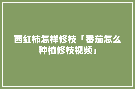 西红柿怎样修枝「番茄怎么种植修枝视频」 西红柿怎样修枝「番茄怎么种植修枝视频」 花朵知识
