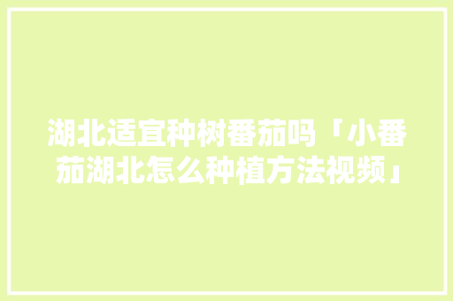 湖北适宜种树番茄吗「小番茄湖北怎么种植方法视频」