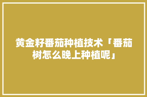 黄金籽番茄种植技术「番茄树怎么晚上种植呢」