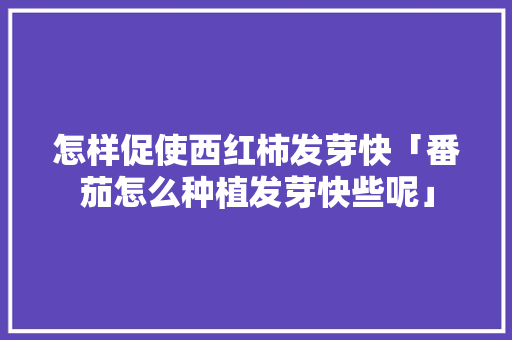 怎样促使西红柿发芽快「番茄怎么种植发芽快些呢」 土壤施肥 怎样促使西红柿发芽快「番茄怎么种植发芽快些呢」 怎样促使西红柿发芽快「番茄怎么种植发芽快些呢」 土壤施肥