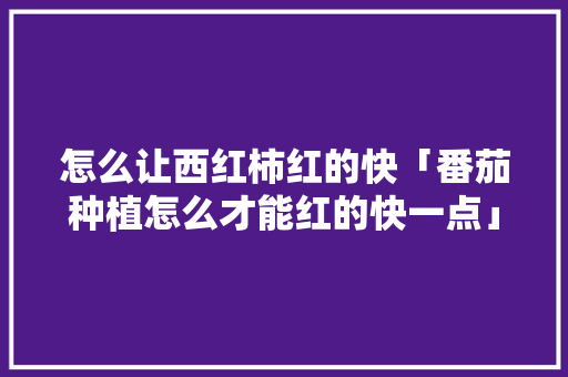 怎么让西红柿红的快「番茄种植怎么才能红的快一点」 土壤施肥 怎么让西红柿红的快「番茄种植怎么才能红的快一点」 怎么让西红柿红的快「番茄种植怎么才能红的快一点」 土壤施肥