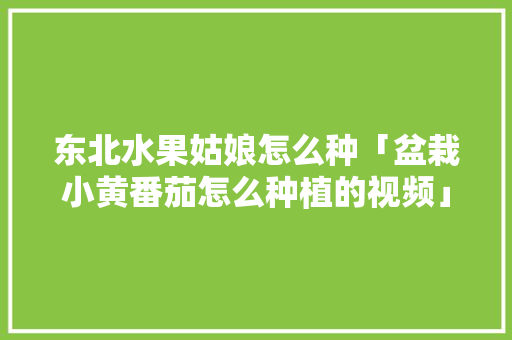 东北水果姑娘怎么种「盆栽小黄番茄怎么种植的视频」 东北水果姑娘怎么种「盆栽小黄番茄怎么种植的视频」 农业常识