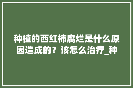 种植的西红柿腐烂是什么原因造成的？该怎么治疗_种植番茄腐烂怎么办视频 种植的西红柿腐烂是什么原因造成的？该怎么治疗_种植番茄腐烂怎么办视频 种植技巧