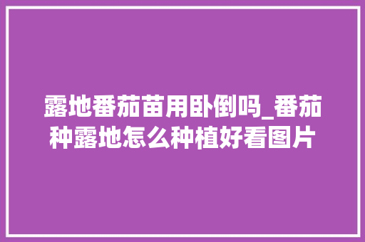 露地番茄苗用卧倒吗_番茄种露地怎么种植好看图片