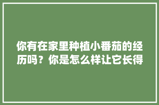 你有在家里种植小番茄的经历吗？你是怎么样让它长得更好的_番茄怎么种植家里好