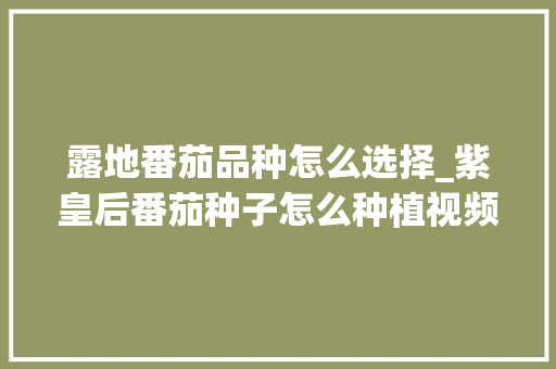 露地番茄品种怎么选择_紫皇后番茄种子怎么种植视频 露地番茄品种怎么选择_紫皇后番茄种子怎么种植视频 土壤施肥
