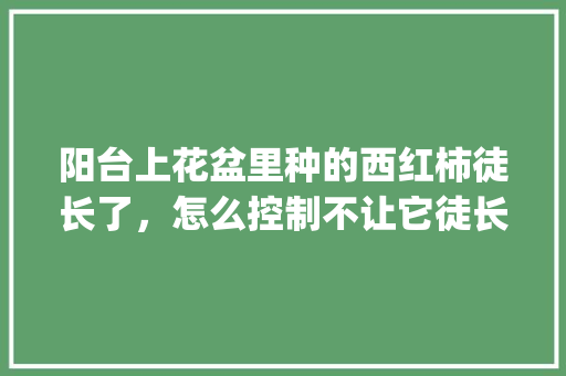 阳台上花盆里种的西红柿徒长了，怎么控制不让它徒长_番茄种植时间长怎么办呢视频